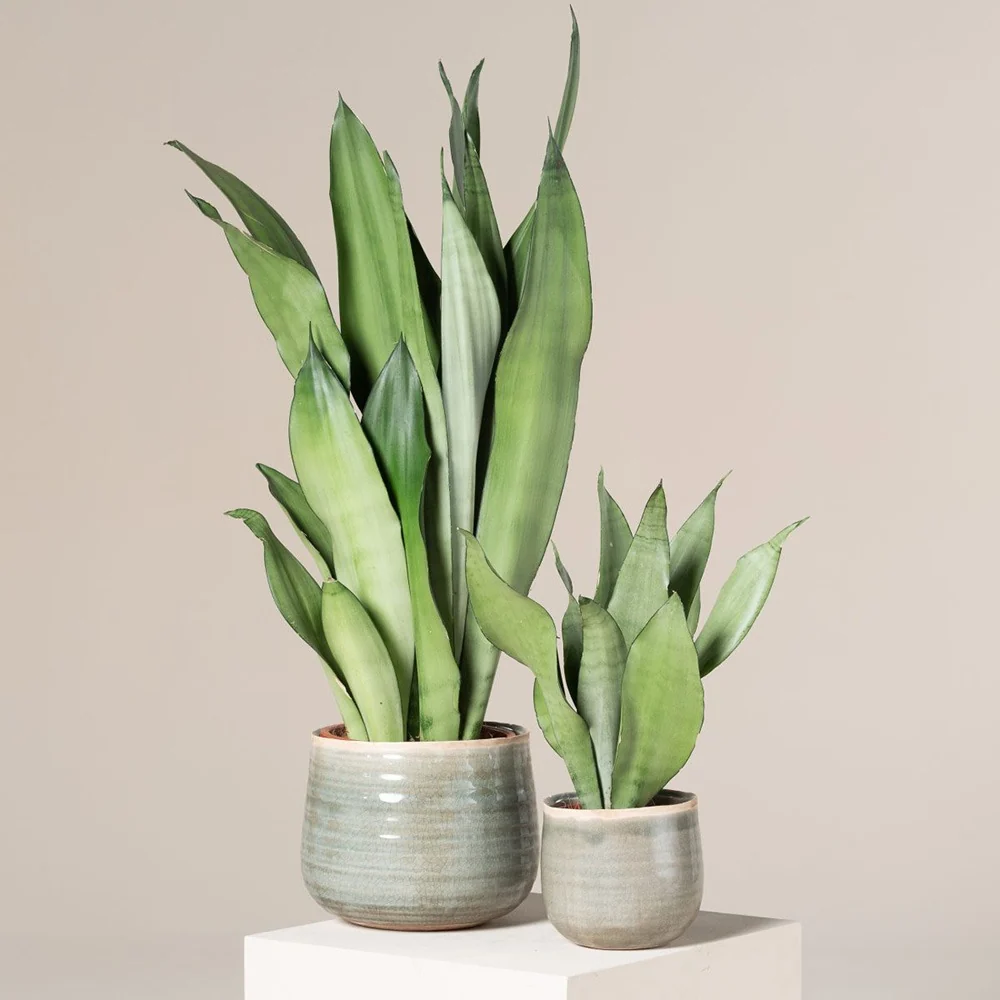 Sansevieria (Limba Soacrei) Moonshine, frunze argintii verzi deschise, planta de interior eleganta si purificatoare de aer...