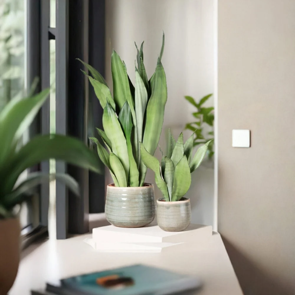 Sansevieria (Limba Soacrei) Moonshine, frunze argintii verzi deschise, planta de interior eleganta si purificatoare de aer...