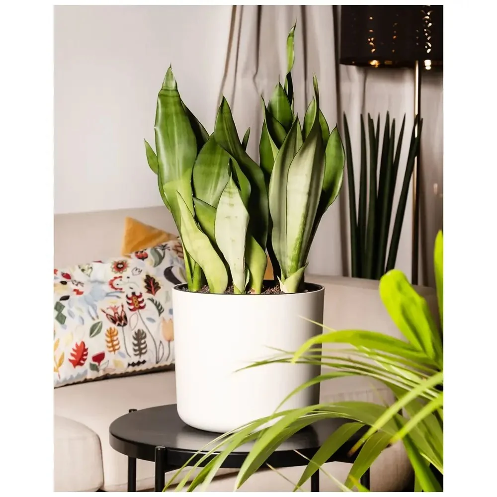 Sansevieria (Limba Soacrei) Moonshine, frunze argintii verzi deschise, planta de interior eleganta si purificatoare de aer...