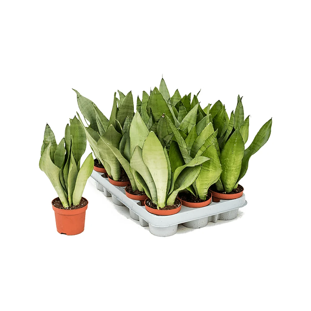 Sansevieria (Limba Soacrei) Moonshine, frunze argintii verzi deschise, planta de interior eleganta si purificatoare de aer...