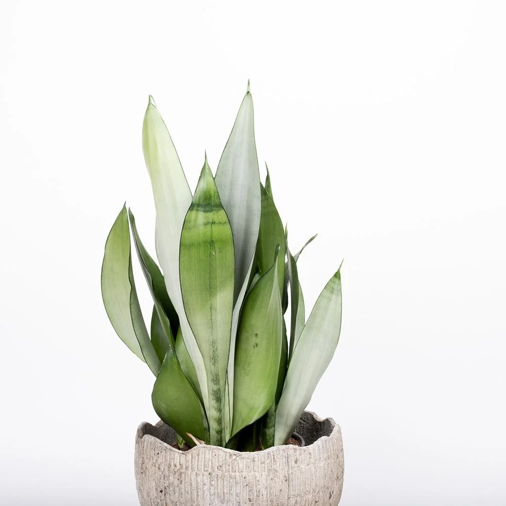 Sansevieria (Limba Soacrei) Moonshine, frunze argintii verzi deschise, planta de interior eleganta si purificatoare de aer...