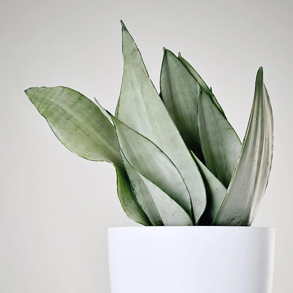 Sansevieria (Limba Soacrei) Moonshine, frunze argintii verzi deschise, planta de interior eleganta si purificatoare de aer...