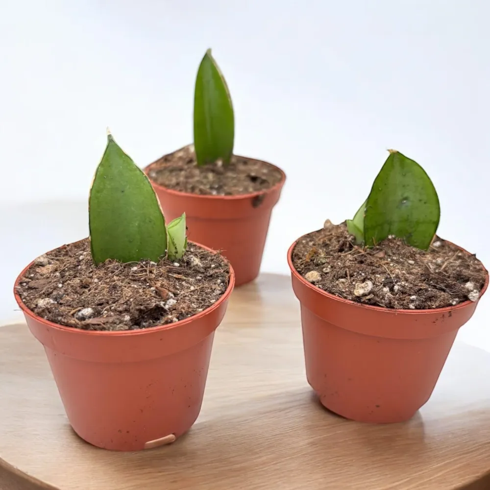 Sansevieria 'Manee Thawee'