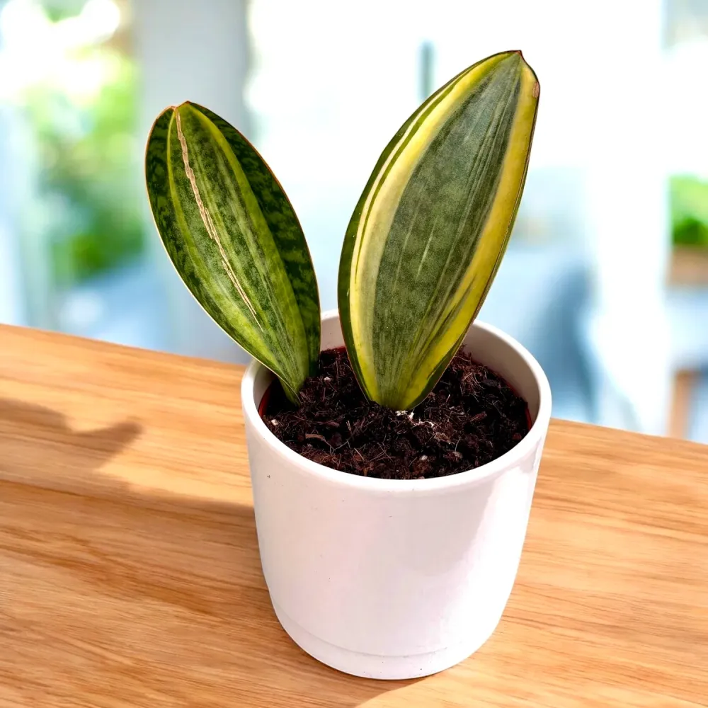Sansevieria Masoniana Variegata (Variegated Whale Fin)