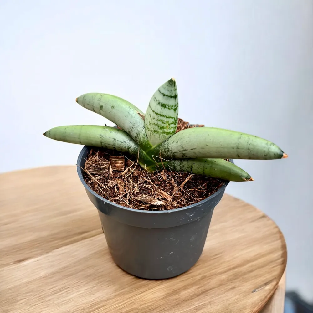 Sansevieria ‘Platinum Boncellensis’