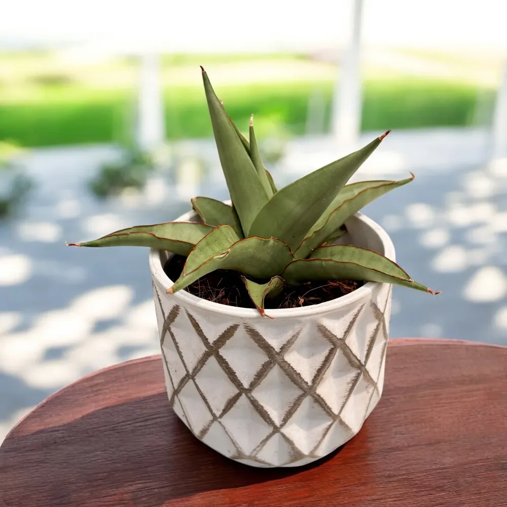 Sansevieria ‘Platinum Crown’
