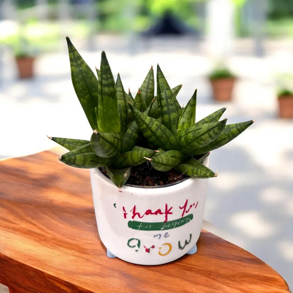 Sansevieria ‘Rocky Crown’ Multi - planta compacta cu frunzis arhitectural