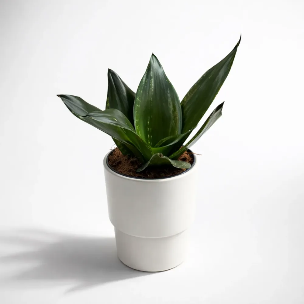 Sansevieria Silver Flame (Whitney)
