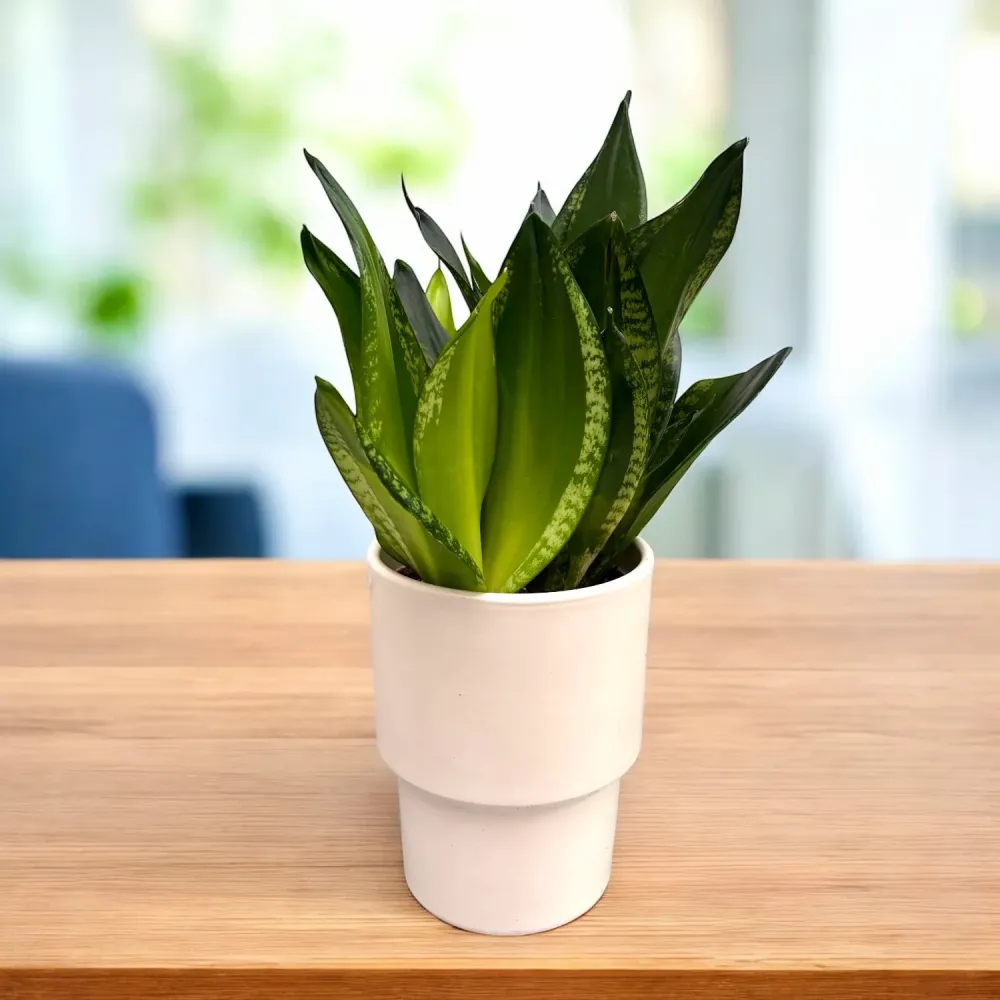 Sansevieria Silver Flame (Whitney)