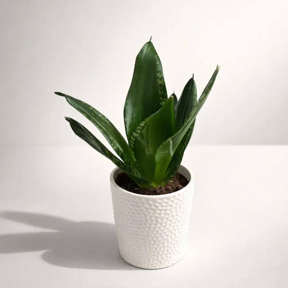 Sansevieria Silver Flame (Whitney)