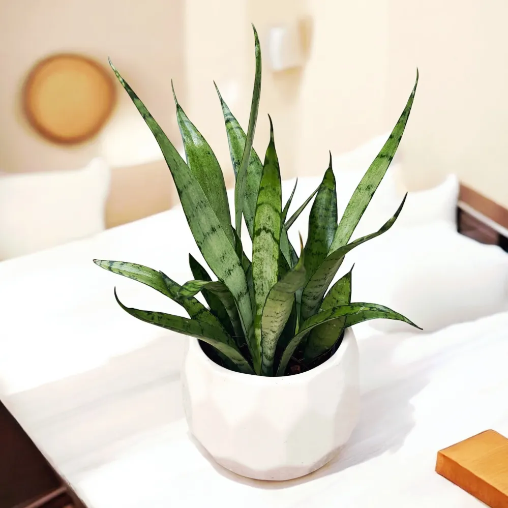 Sansevieria ‘Silver Princess’