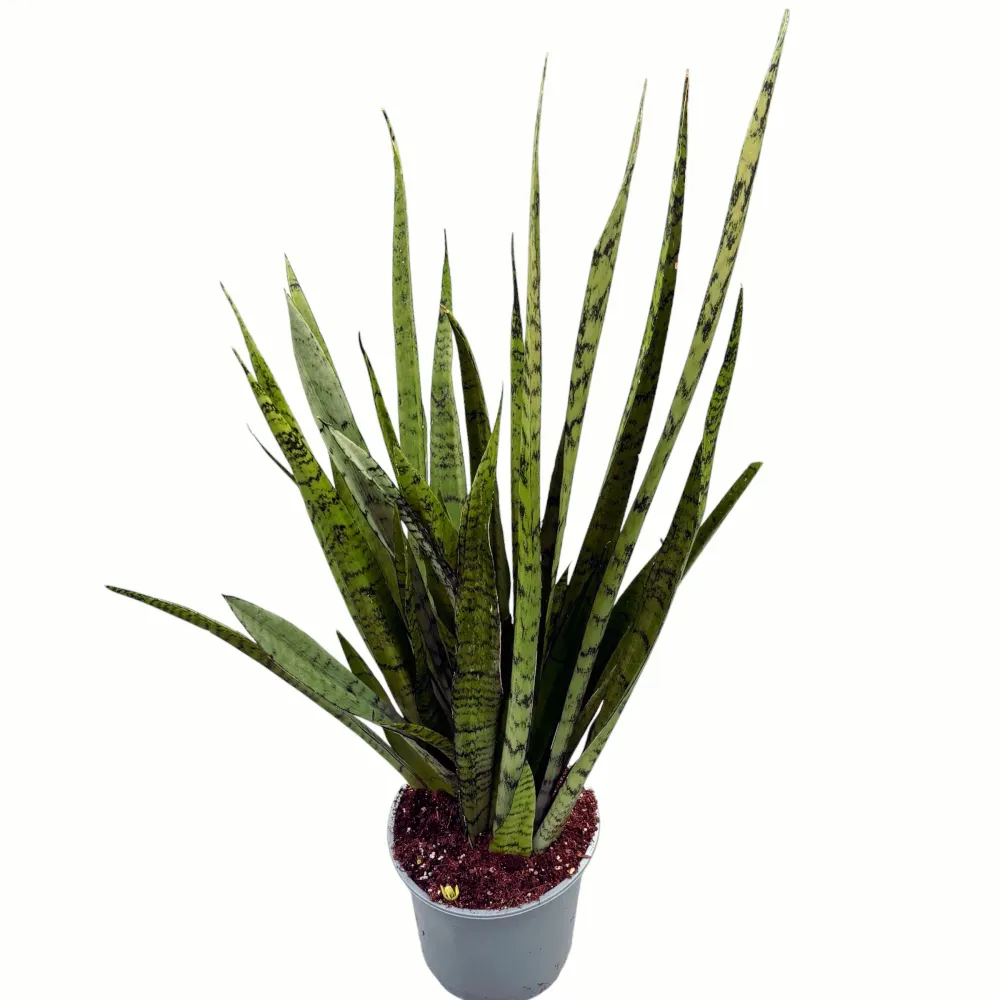 Sansevieria 'Silver Princess’ - exemplare XL