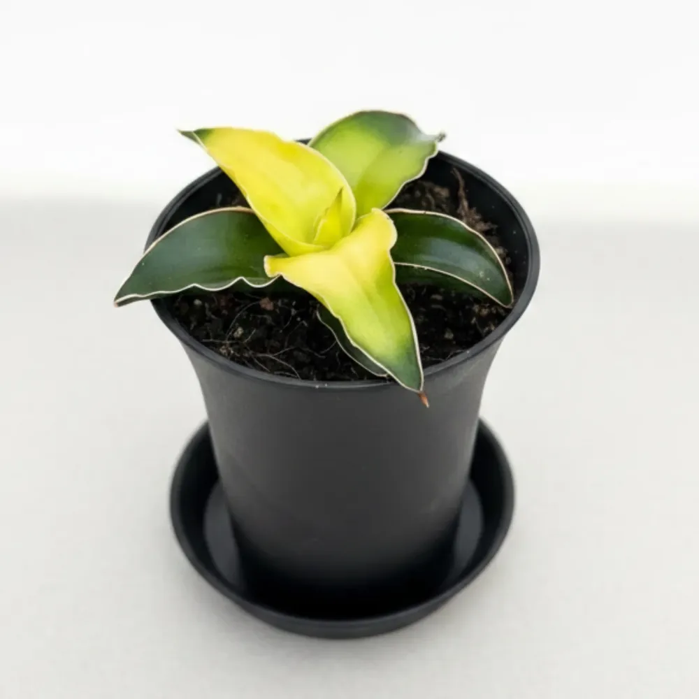 Sansevieria ‘Star Canary’ D7