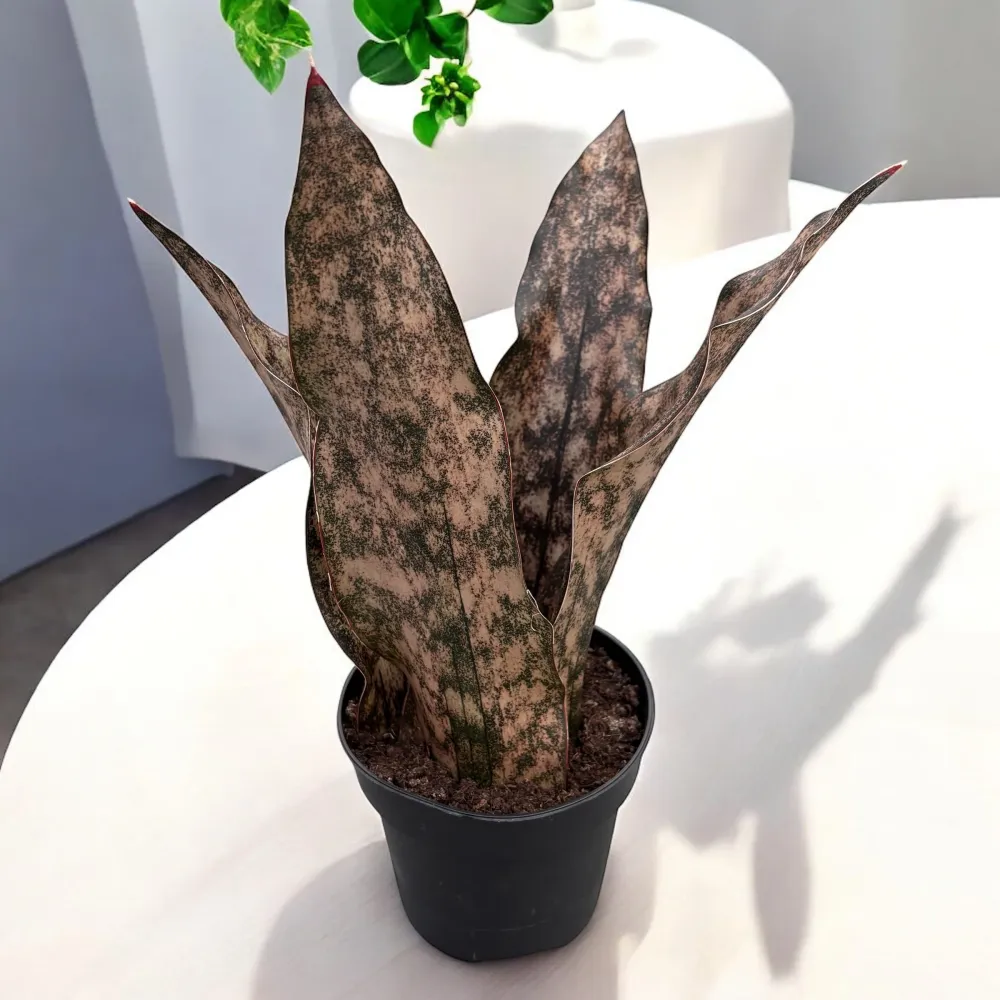 Sansevieria 'Star Canyon Granite'