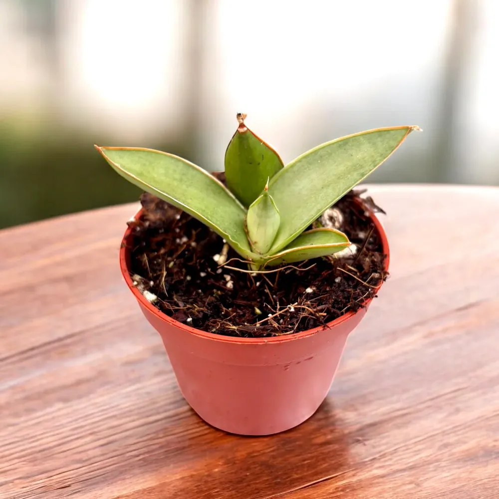 Sansevieria ‘Swan Dancer’