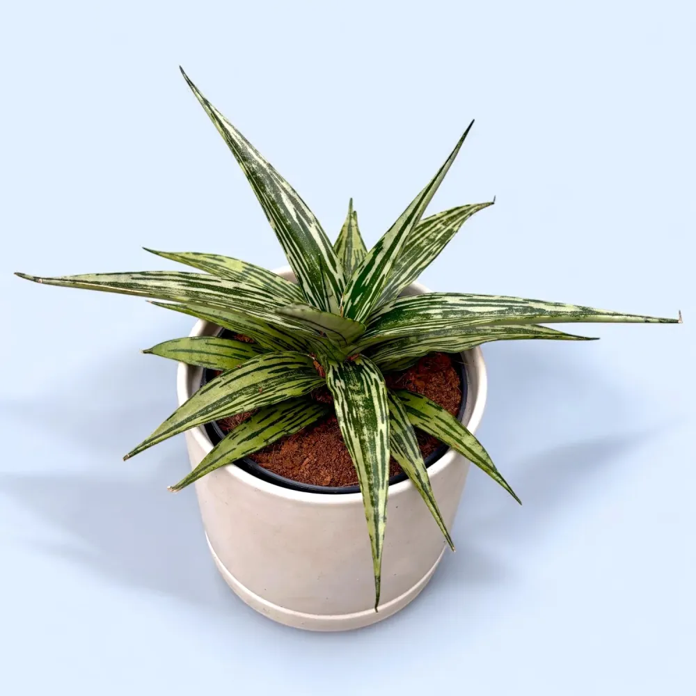 Sansevieria 'Tarantula Crown'
