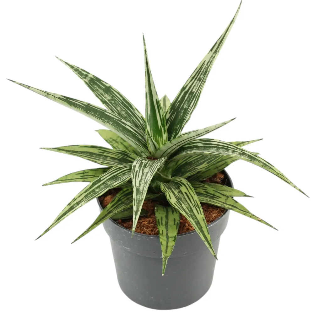 Sansevieria 'Tarantula Crown'