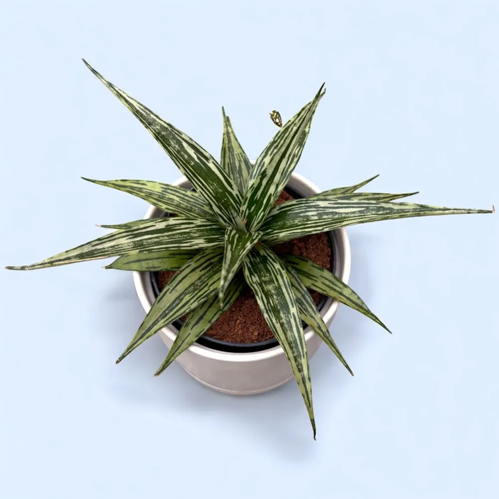 Sansevieria 'Tarantula Crown'