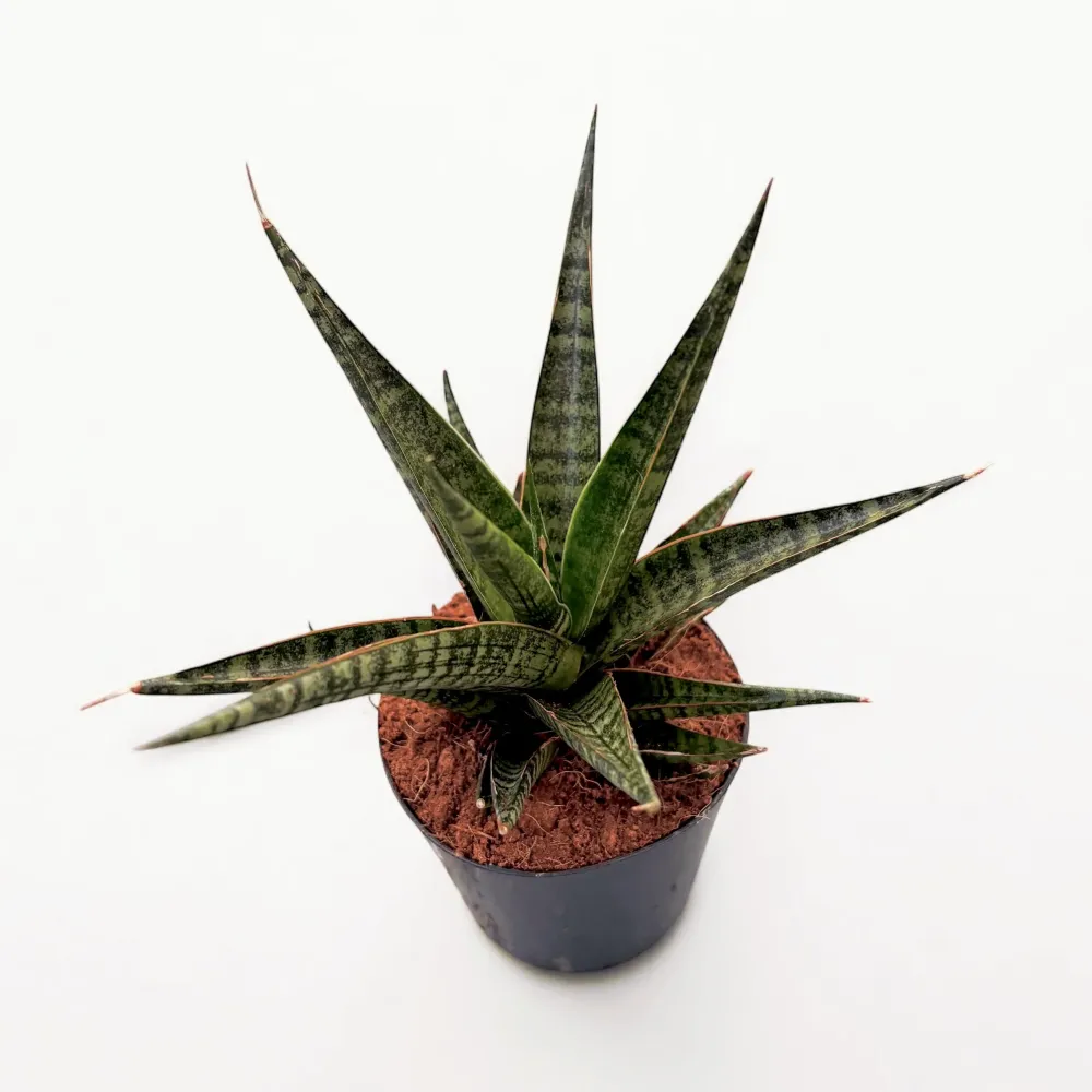 Sansevieria ‘Tiger crown’