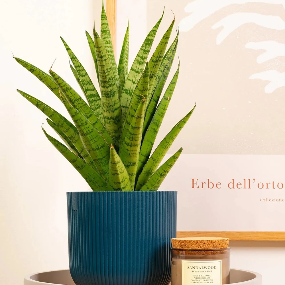 Sansevieria Tough Lady, 35 cm