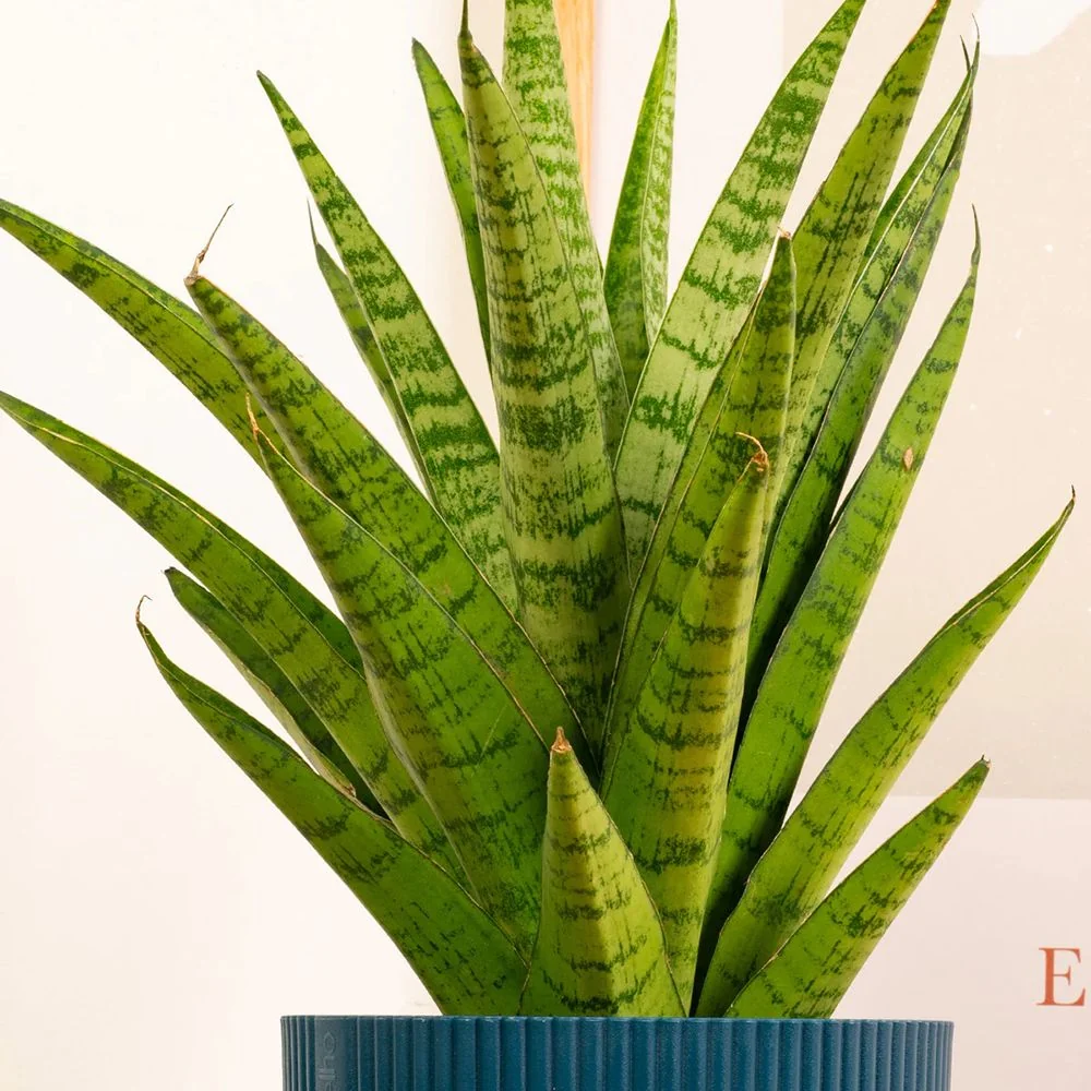 Sansevieria Tough Lady, 35 cm
