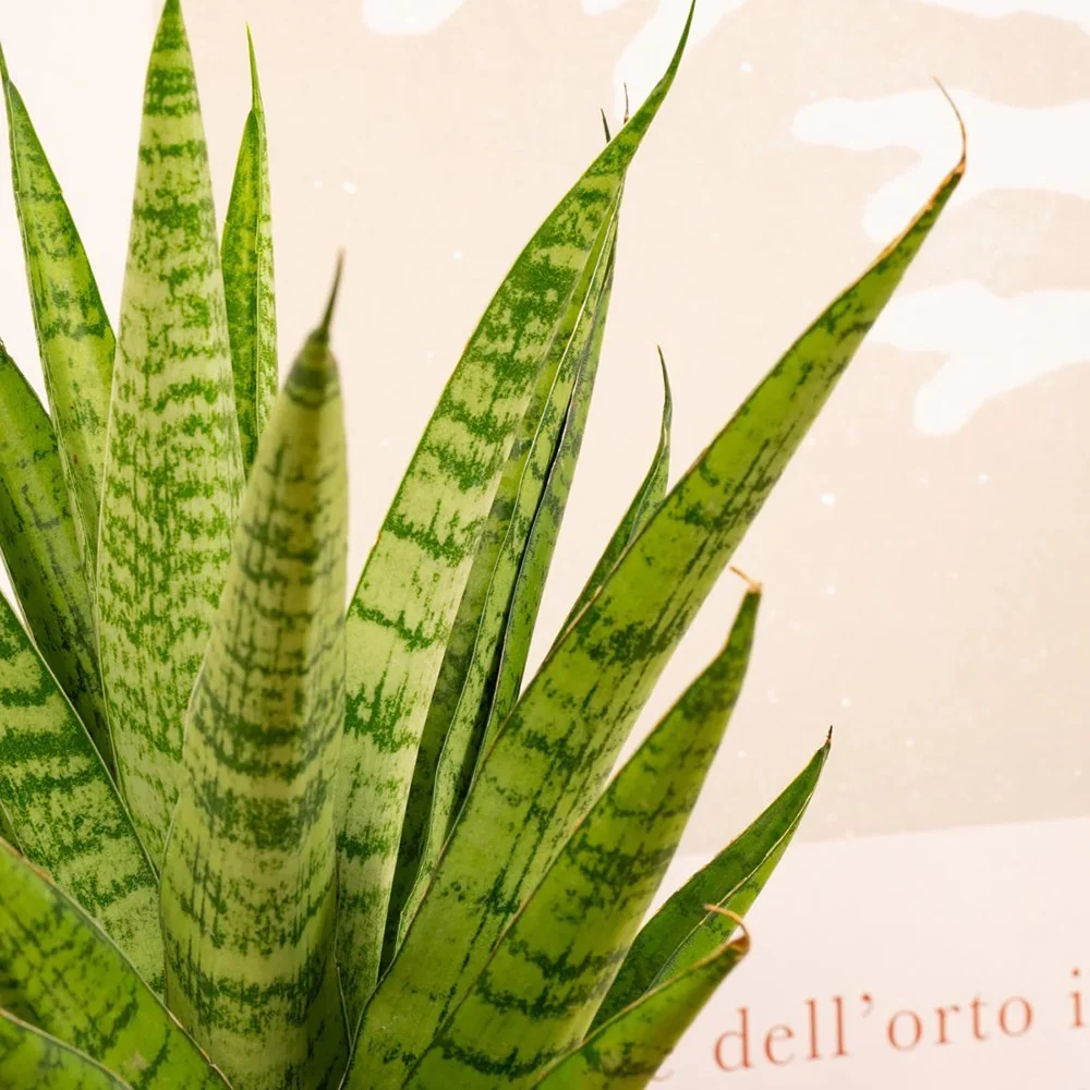 Sansevieria Tough Lady, 35 cm