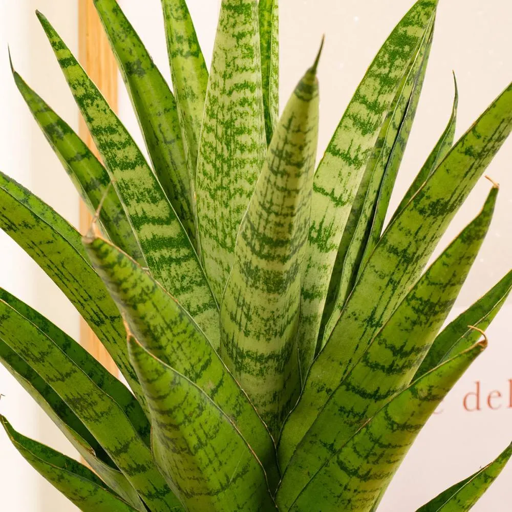 Sansevieria Tough Lady, 35 cm