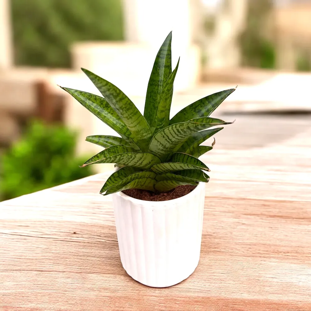 Sansevieria 'Tough Lady'