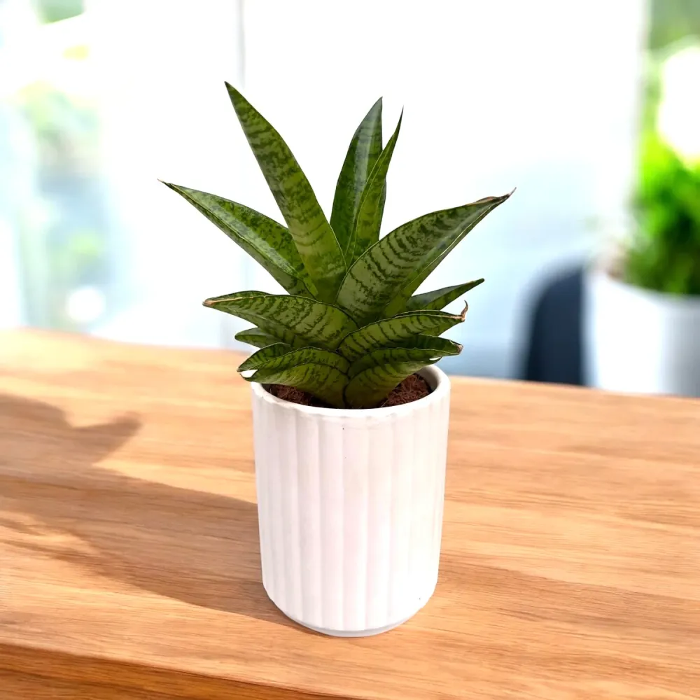 Sansevieria 'Tough Lady'