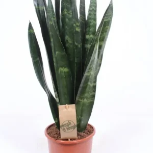 Sansevieria trifasciata Black Coral - limba soacrei H60 cm