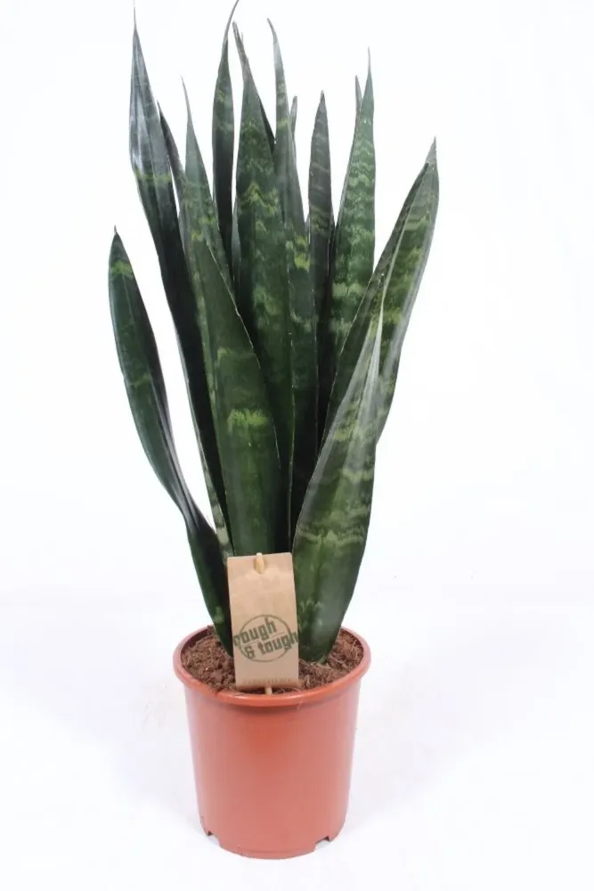 Sansevieria trifasciata Black Coral - limba soacrei H60 cm