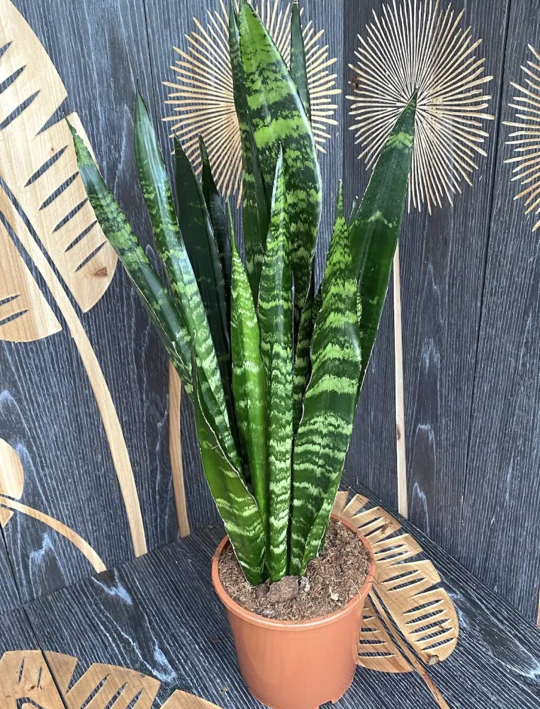 Sansevieria trifasciata Black Coral - limba soacrei H60 cm