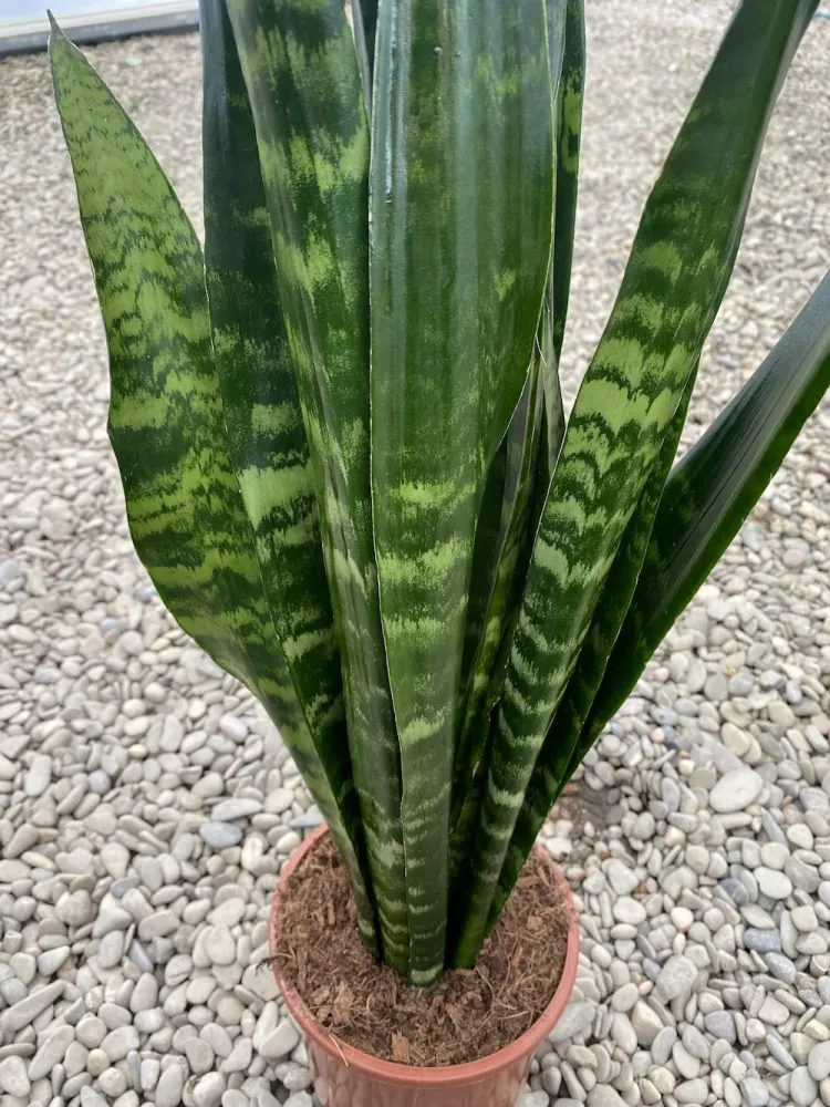 Sansevieria trifasciata Black Coral - limba soacrei H60 cm