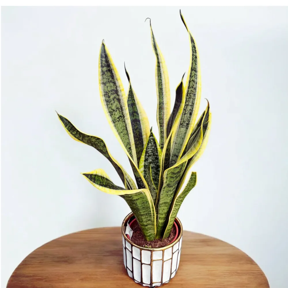 Sansevieria trifasciata ‘Futura Superba’