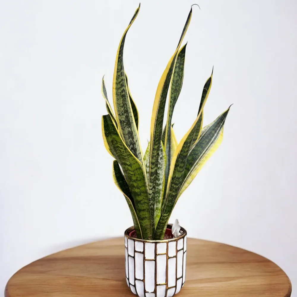 Sansevieria trifasciata ‘Futura Superba’