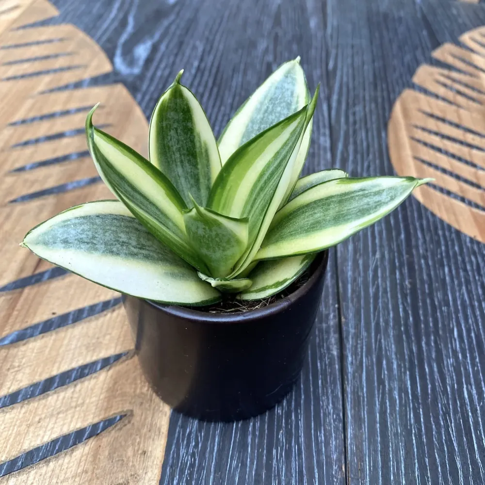 Sansevieria trifasciata 'Golden Hahnii' D6