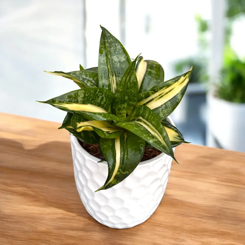 Sansevieria trifasciata ‘Hahnii Spiral Star’