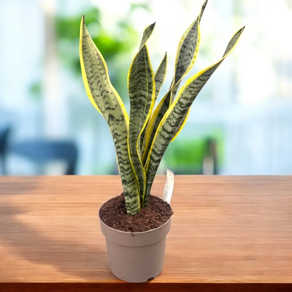 Sansevieria trifasciata 'Laurentii' XL (limba soacrei)