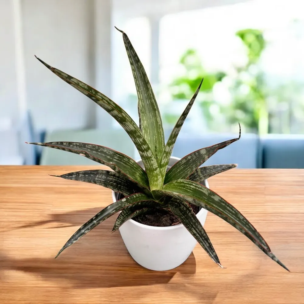 Sansevieria trifasciata 'Megan'