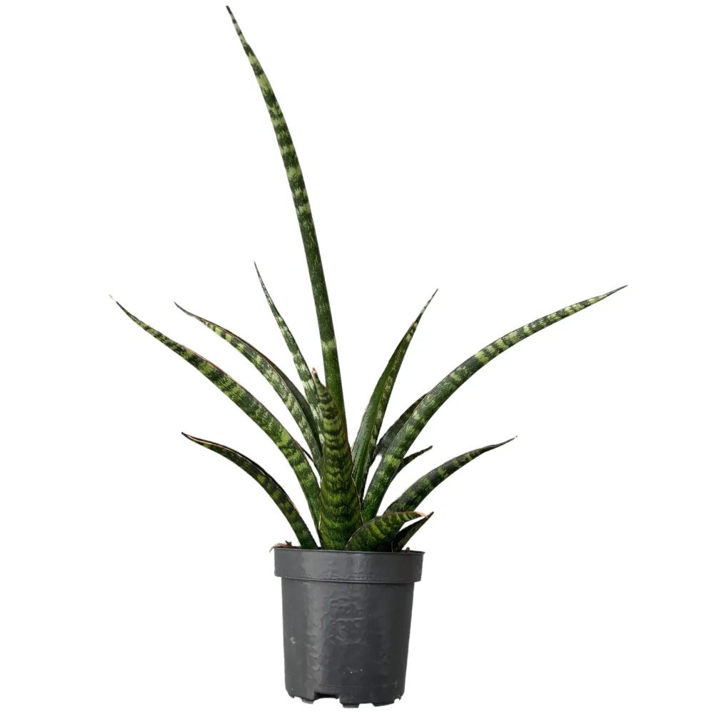 Sansevieria trifasciata 'Megan'