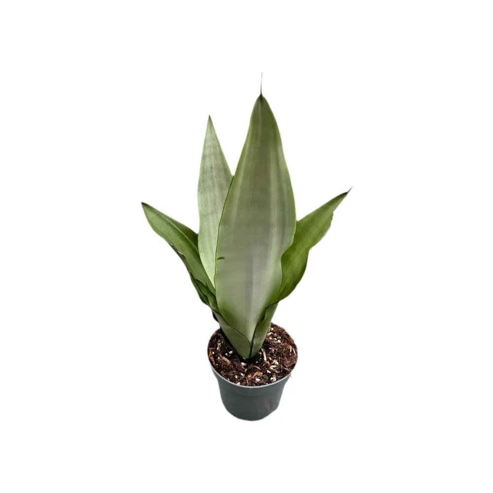 Sansevieria trifasciata 'Moonshine' 1pp