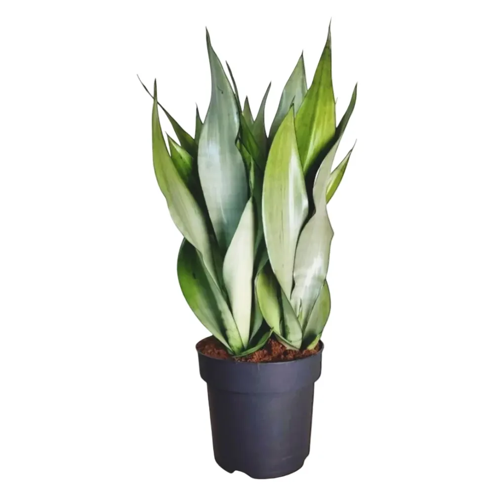 Sansevieria trifasciata 'Moonshine' - exemplare XL