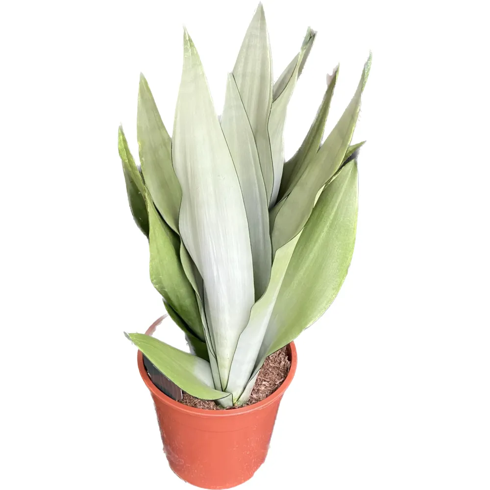 Sansevieria trifasciata 'Moonshine' - exemplare XL