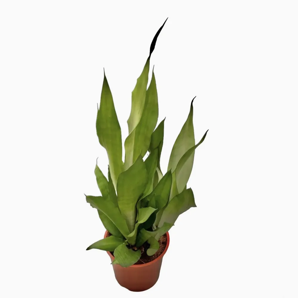 Sansevieria trifasciata 'Moonshine' H75 - exemplare XL (2-3 plante/ghiveci)