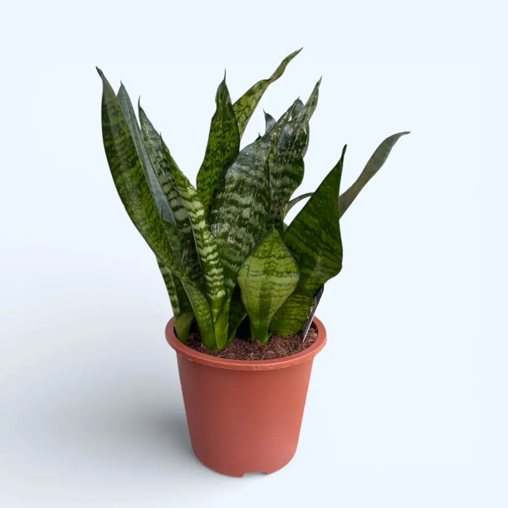 Sansevieria trifasciata ‘Robusta’ – frunze late, planta ultra-rezistenta
