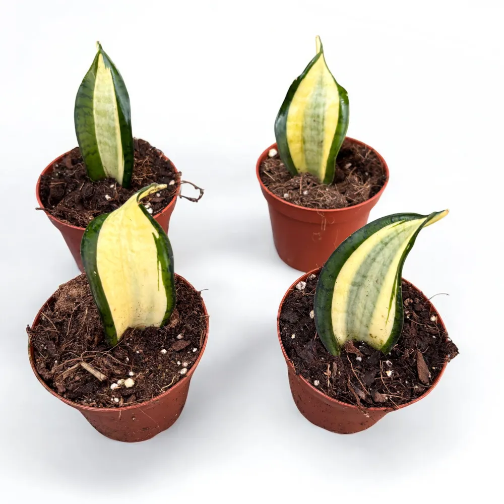 Sansevieria Wendy Yellow