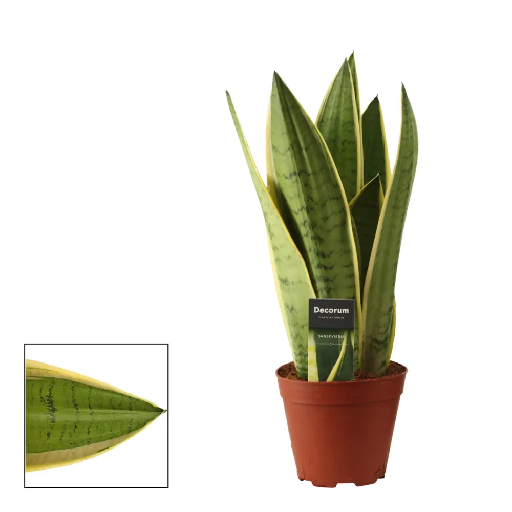 Sansevieria 'White Snow' D14
