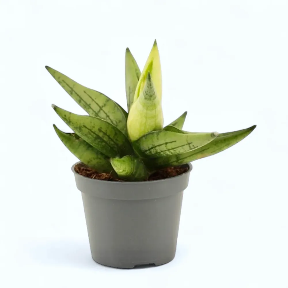 Sansevieria 'Yellow Tip'