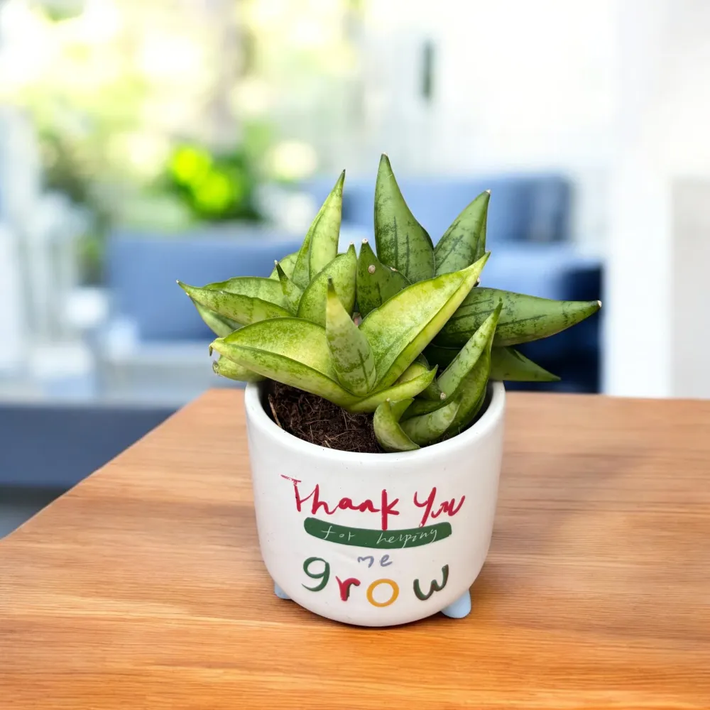 Sansevieria 'Yellow Tip'