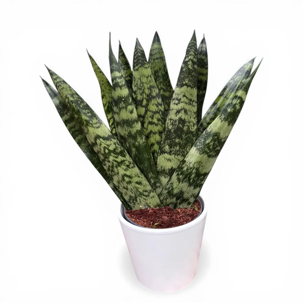 Sansevieria zeylanica ‘Fan'